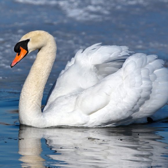 Meet your Posher, Marie - Picture 2 of 3